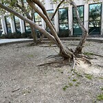 Public Trees at 50 School St, Brookline 02446