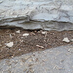 Rodent Issues at Corey Hill Park, Summit Ave, Brookline 02445