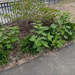 Park Playground at 162 Summit Ave