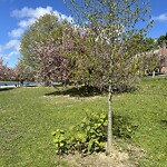 Public Trees at Brookline Reservoir