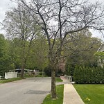 Public Trees at 53 Valley Rd, Chestnut Hill