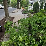 Public Trees at 106 Thorndike St