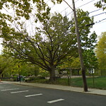 Public Trees at Corey Hill Park, Summit Ave, Brookline 02445