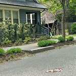 Dead Animals at 65 Beaconsfield Rd