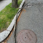 Public Trees at 1–27 Weybridge Rd