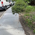 Sidewalk Obstruction at 36 Chestnut St