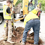 Public Trees at 52 Linden St