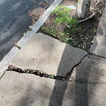 Sidewalk Repair at 78 Francis St