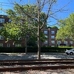 Public Trees at 1122–1150 Beacon St