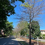 Public Trees at 1119–1123 Beacon St