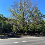 Public Trees at 1056 Beacon St
