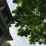 Public Trees at 243 Cypress St