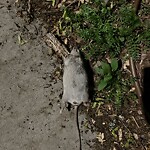 Rodent Issues at 2–16 Thayer St