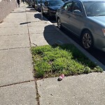 Public Trees at 615–697 Brookline Ave