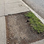 Public Trees at 599 Brookline Ave