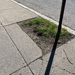 Public Trees at 599 Brookline Ave