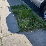 Public Trees at 599 Brookline Ave