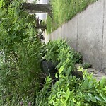 Sidewalk Obstruction at Powell St