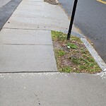 Public Trees at 1–13 Columbia St, Brookline 02446