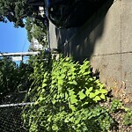 Sidewalk Obstruction at 190 Chestnut St