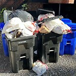 Rodent Issues at 42.34 N 71.12 W