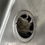 Rodent Issues at 1253 Beacon St