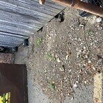 Rodent Issues at 20 Webster Pl