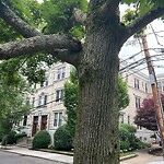 Public Trees at 36 Kilsyth Rd