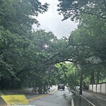 Public Trees at 360 Goddard Ave