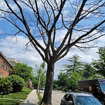 Public Trees at 223 Independence Dr, Boston