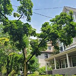 Public Trees at 37 Kilsyth Rd