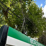 Public Trees at 128 Beaconsfield Rd