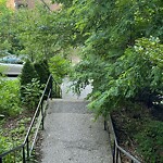 Public Trees at Summit Path