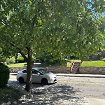 Public Trees at 360 Kent St