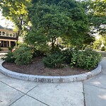 Public Trees at 103 Beals St