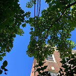 Public Trees at 32 Dwight St