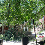 Public Trees at 71 Parkman St