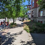 Public Trees at 730 Harvard St