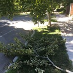 Public Trees at 156 Babcock St