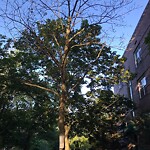 Public Trees at 150 Beaconsfield Rd