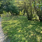 Public Trees at Emerald Necklace Trail