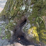 Public Trees at 225 Reservoir Rd, Chestnut Hill