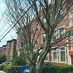 Public Trees at 183 Winthrop Rd