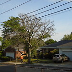 Public Trees at 189 Summit Ave
