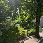 Public Trees at 71 Harvard Ave
