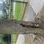 Public Trees at Lawton Playground, 125 Lawton St, Brookline 02446