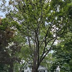 Public Trees at 66 Evans Rd
