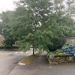 Public Trees at 42 Buckminster Rd