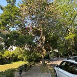 Public Trees at 66 Evans Rd