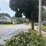 Public Trees at 46 Asheville Rd, Chestnut Hill